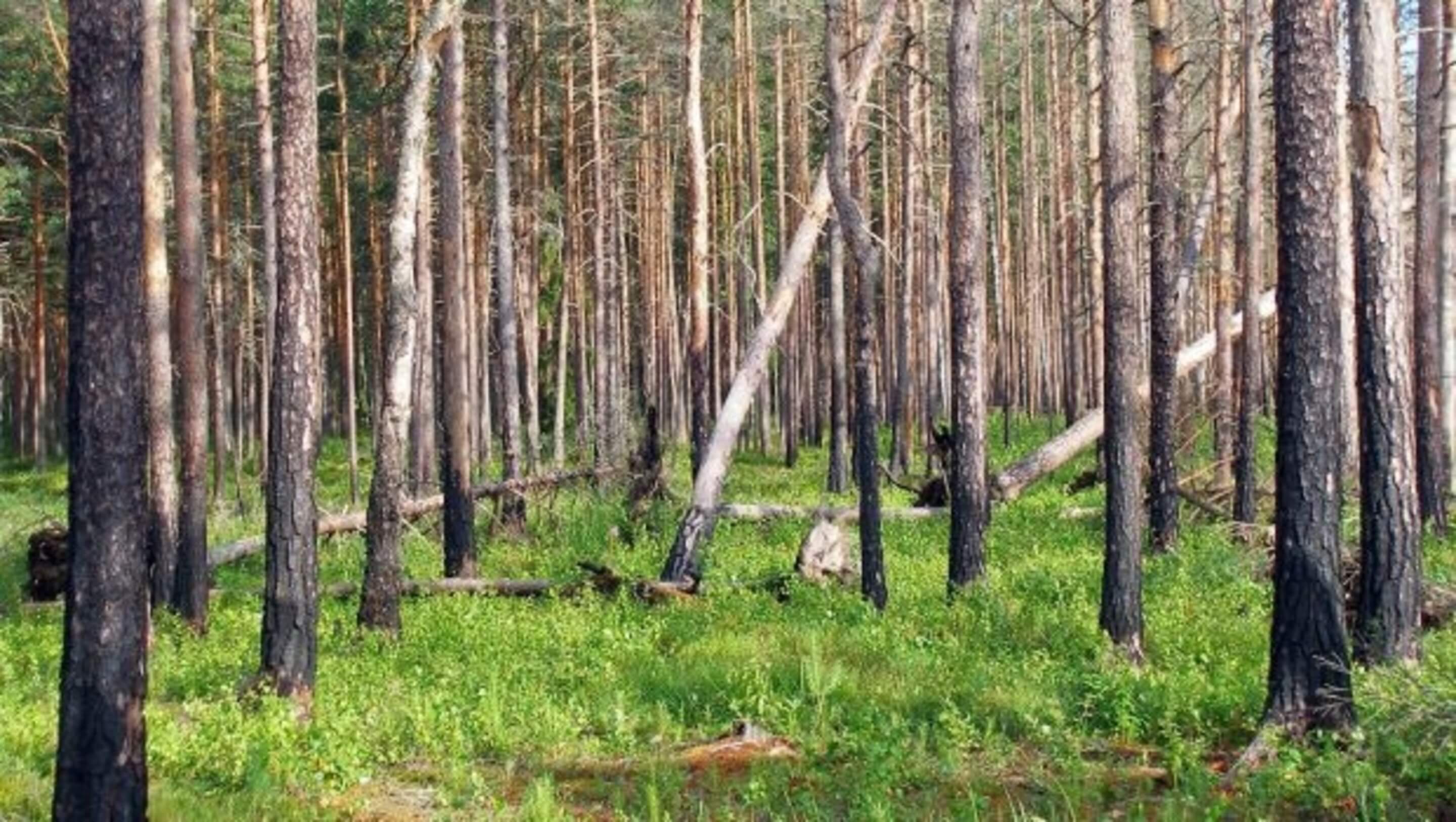 Trees in a forest